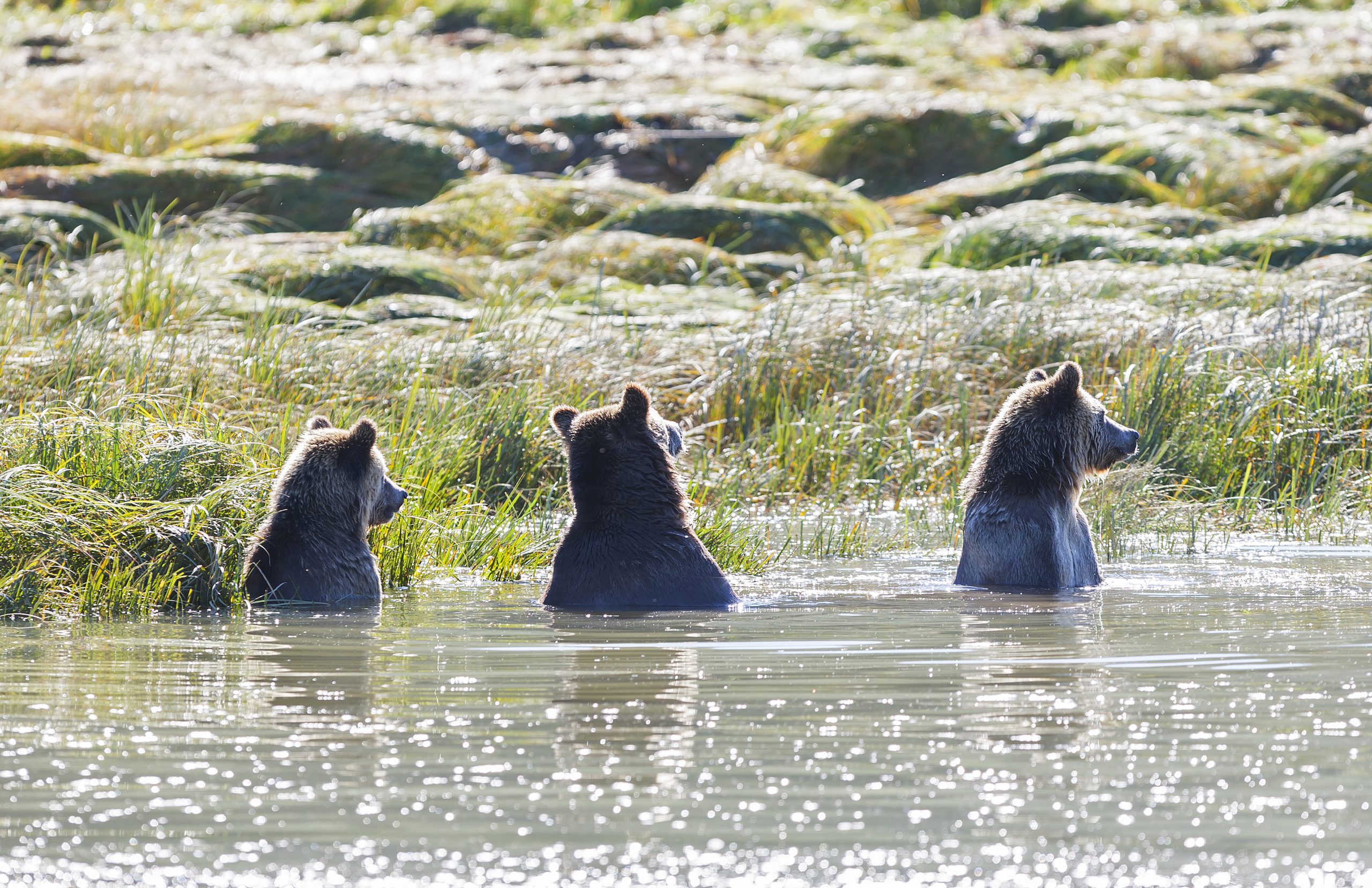 Grizzly bears feeding and socializing in the Glendale river up Knight Inlet are a poular tourist draw during the summer months. Knight Inlet.